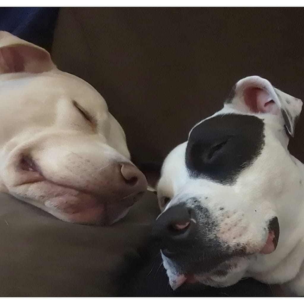 Two dogs laying down with their head together. One dog is a champagne cream color with their eyes closed. The other dog is black and white with a black patch over their eyes. The dogs are resting after an in-and-out game.