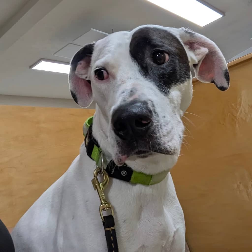 Sonny, a black and white dog, looking stressed in the vet's office.