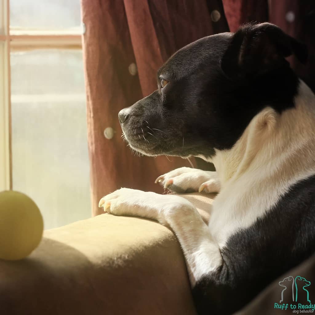 black and white dog looking out a window