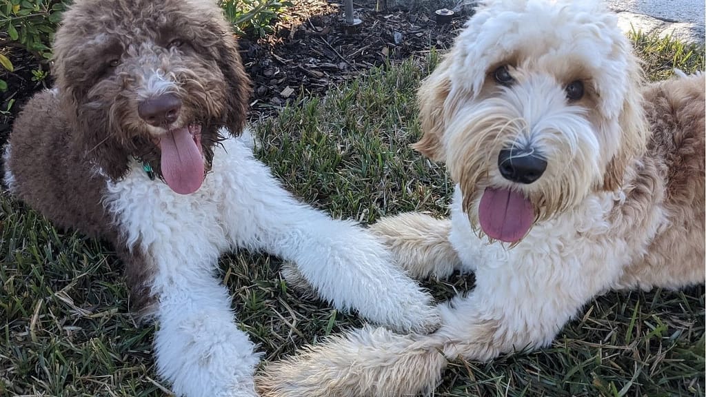 Two doodle puppies laying next to each other