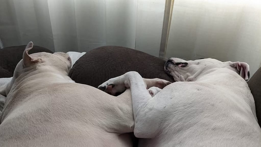 About Applejack & Sonny crossing paws. Both are Amanda