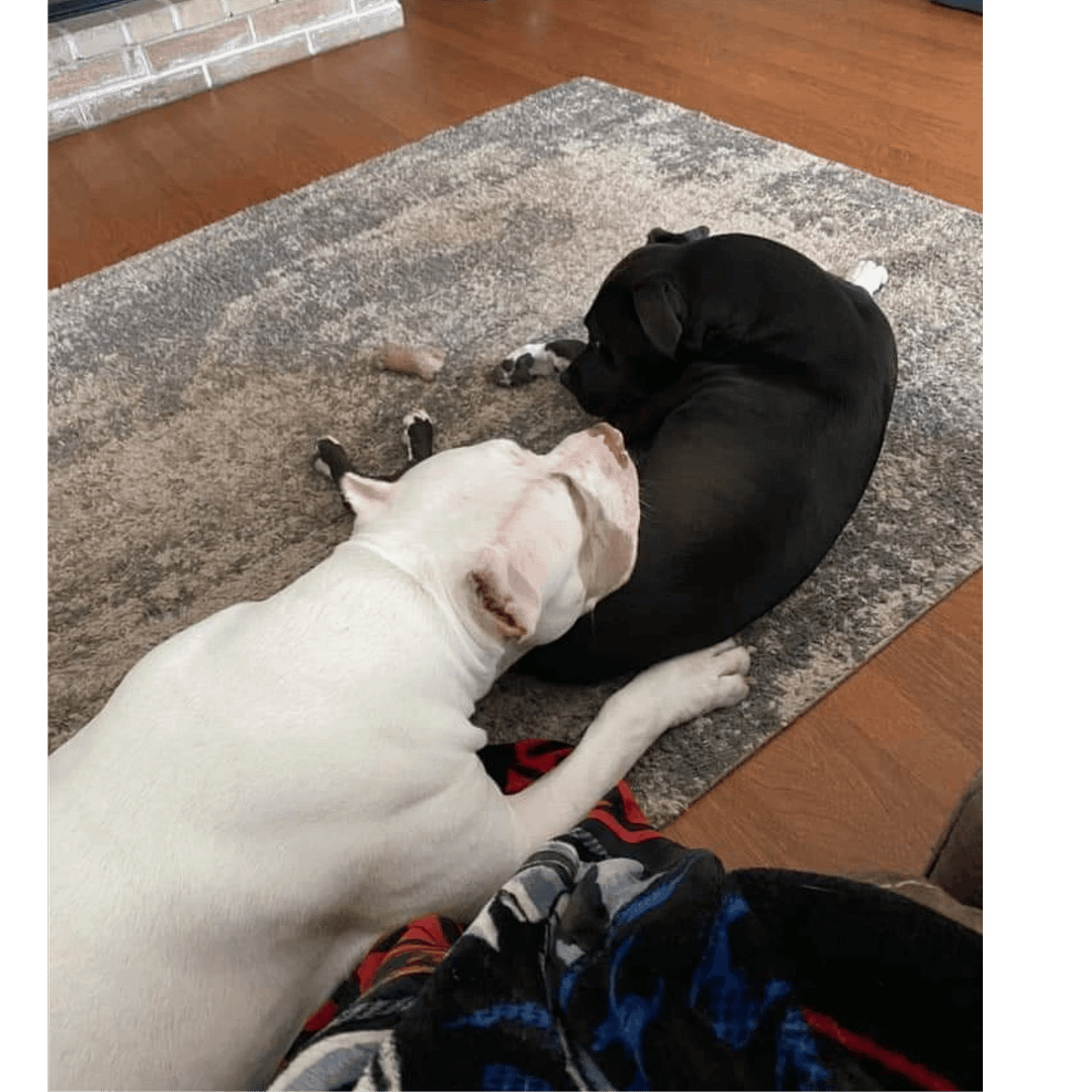 Two dogs laying on the ground together who used to fight previously and had dog behavior concerns.