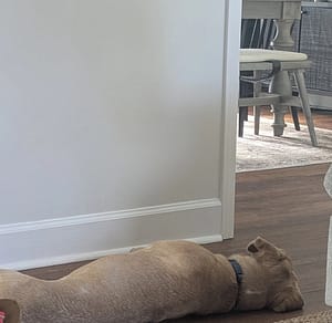 A dog resting on the ground while the family had people over.