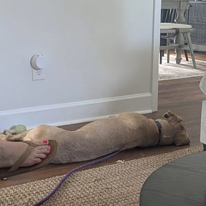 Helping Jacksonville Dog Owners Enjoy a Fulfilling Life with Their Dogs A dog resting on the ground while the family had people over.