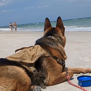 Expert Dog Behavior Solutions In Jacksonville, FL zipwp-image-6769.jpg