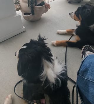 Loki and Luna sitting in front of their house Loki and Luna watching their neighborhood and used to have dog behavior concerns outside and dog reactivity.