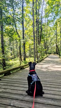 Adolescent looking ahead on path dog sitting while looking out on a nature trail in Jacksonville, FL.