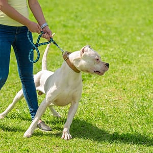 dog lean forward while owner holding leash dog lean forward while owner holding leash