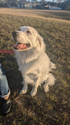 Dog Behavior Modification Jacksonville | Ruff to Ready Zipwp Image 6791 Scaled