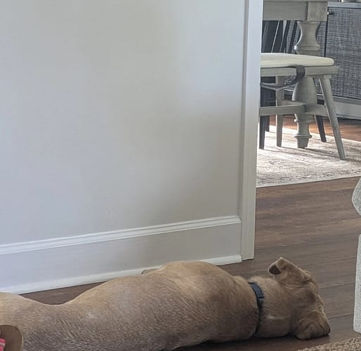 Chance relax on the ground A dog resting on the ground while the family had people over.