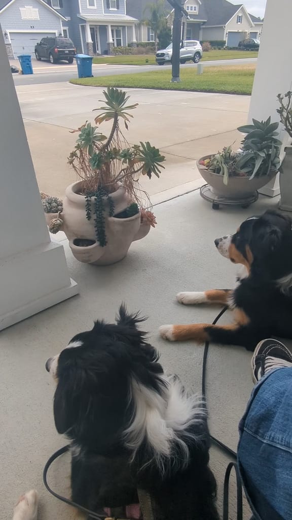 Loki and Luna watching their neighborhood and used to have dog behavior concerns outside and dog reactivity.