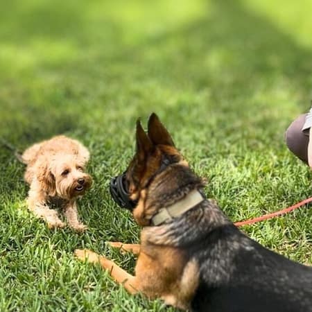 German shepherd with a muzzle German shepherd with a muzzle on looking at a small dog