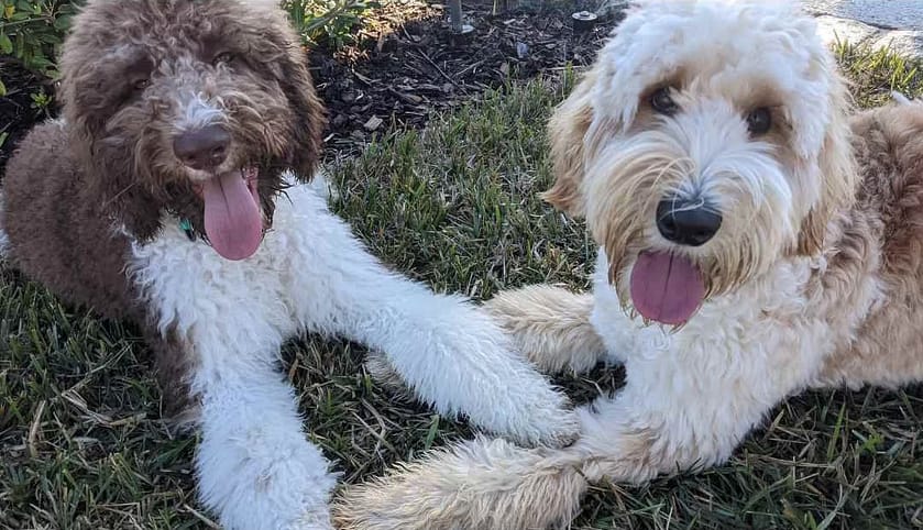 Two doodles relaxing during play Two doodles learning how to relax during play