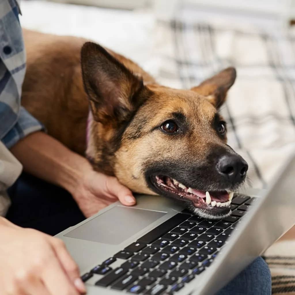 Shepherd mix with their head on a laptop that is on someone's lap.