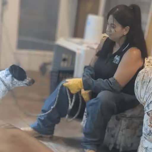 Amanda wearing Kevlar while evaluating a rescue dog who bit multiple people. 