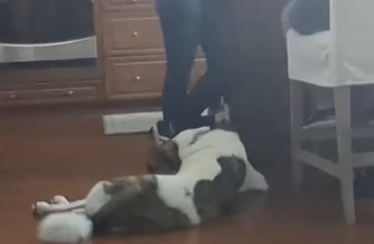 A dog who was human-dog reactive is practicing laying down on the ground with people around the kitchen island.