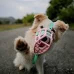 the muzzle movement