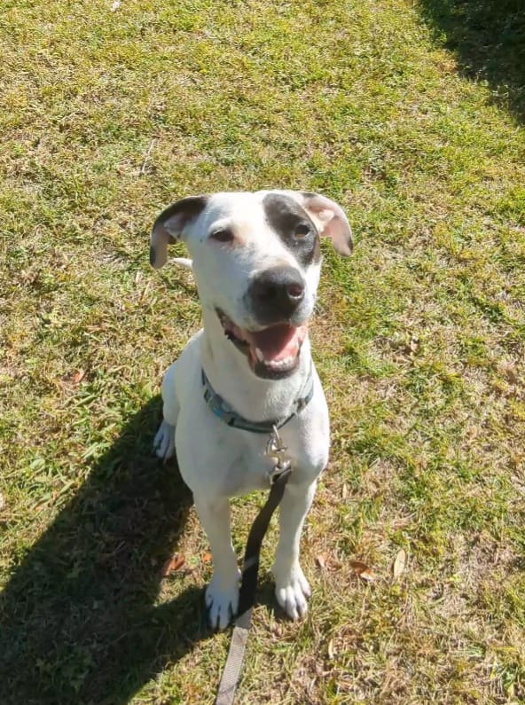 Expert Dog Behavior Solutions In Jacksonville, FL zipwp-image-6767.jpg