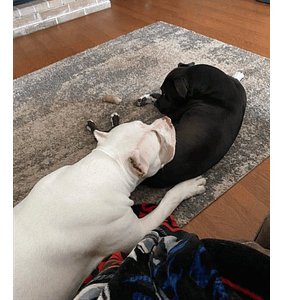 Helping Jacksonville Dog Owners Enjoy a Fulfilling Life with Their Dogs Two dogs getting along after having conflicts.