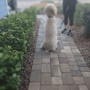 Helping Jacksonville Dog Owners Enjoy a Fulfilling Life with Their Dogs 21