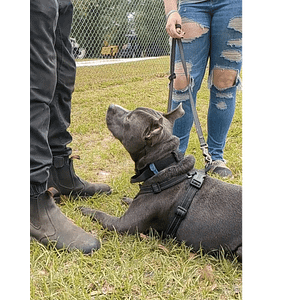 Helping Jacksonville Dog Owners Enjoy a Fulfilling Life with Their Dogs 29