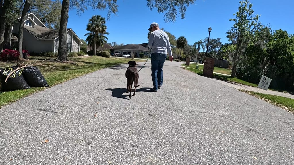 Why I Focus on Dog Behavior GX010233 Exported 194139